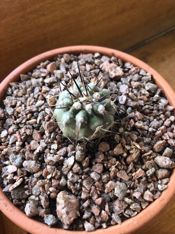 Copiapoa montana leaf