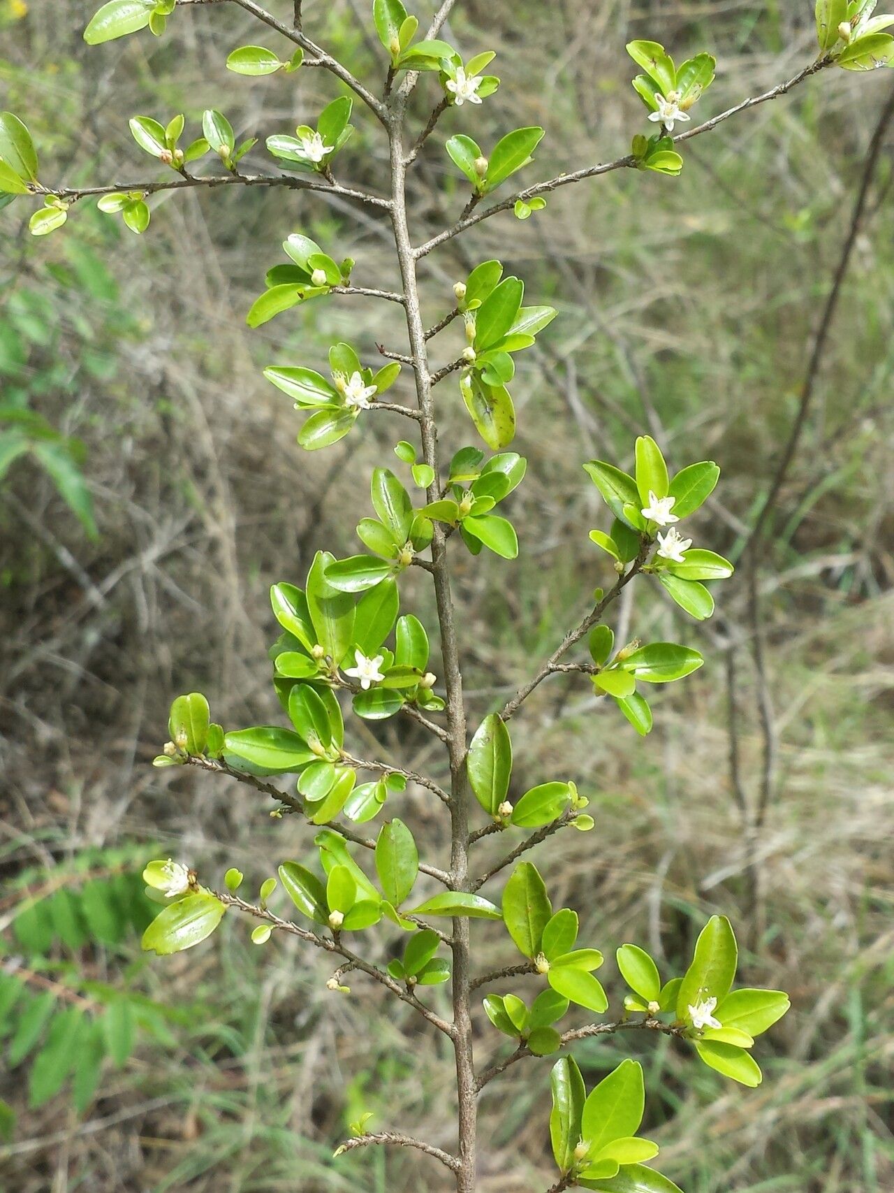 Erythroxylum xerophilum habit