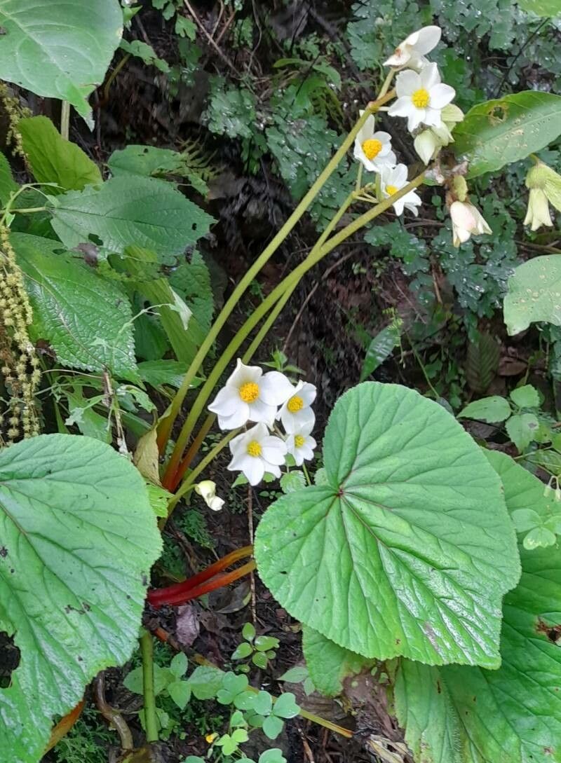 Begonia rubricaulis habit