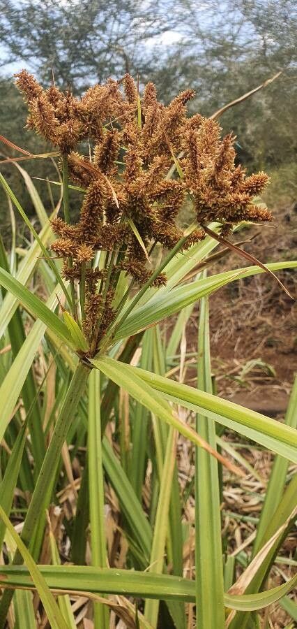 Cyperus latifolius flower