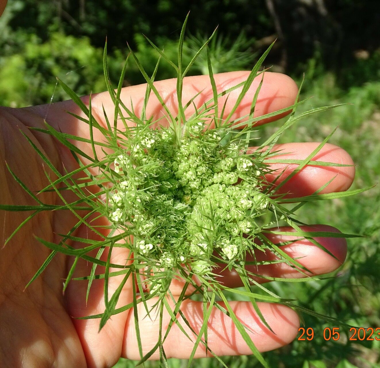 Daucus aureus flower