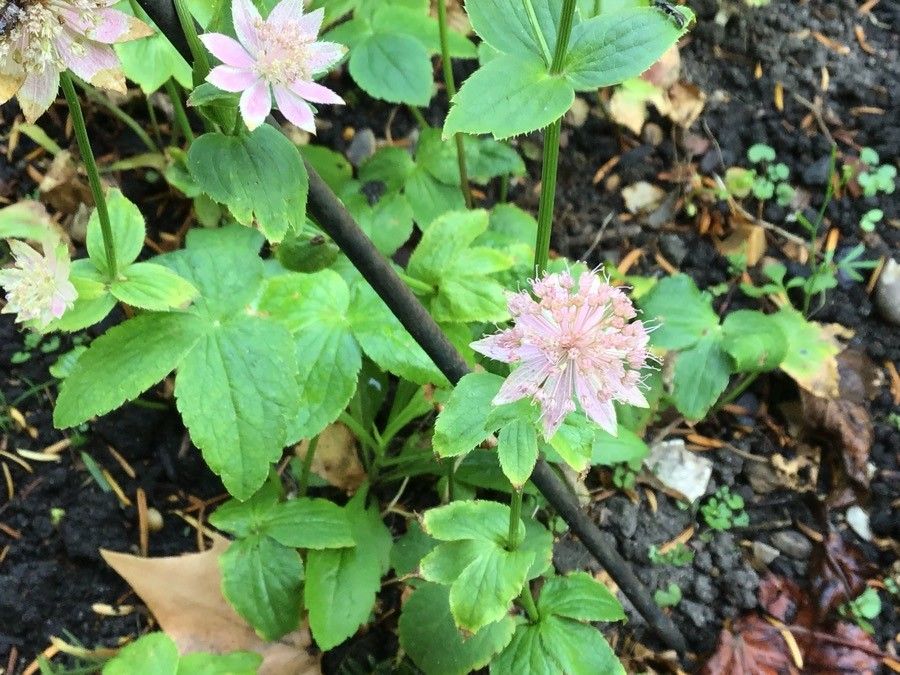 Astrantia maxima flower