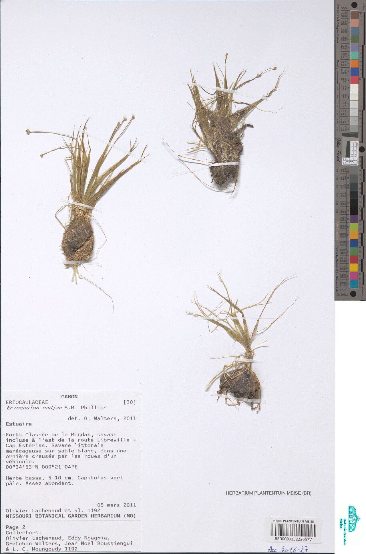 Eriocaulon nadjae — houseplant care guide