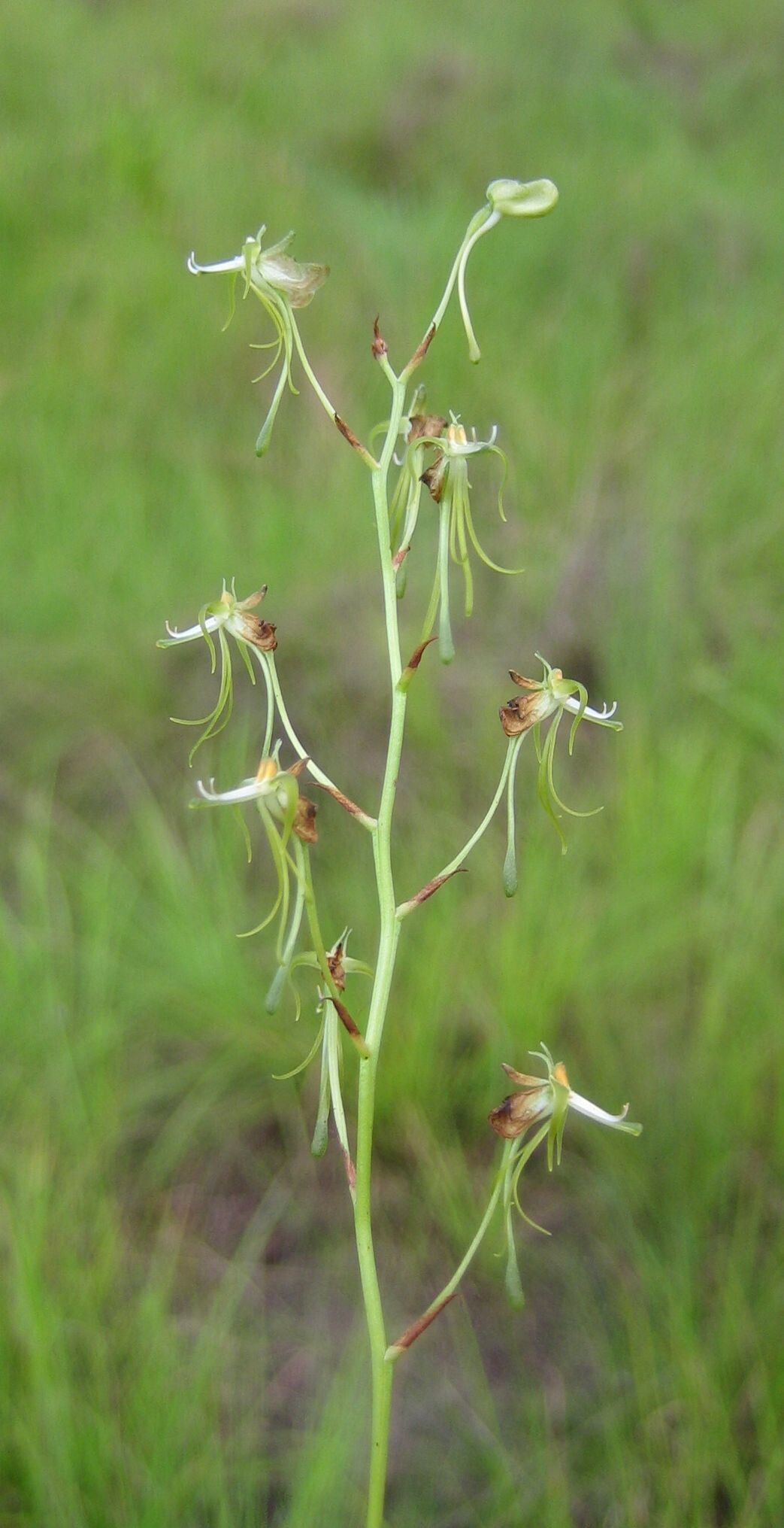 Habenaria ichneumonea flower