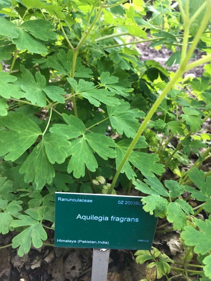 Aquilegia fragrans leaf