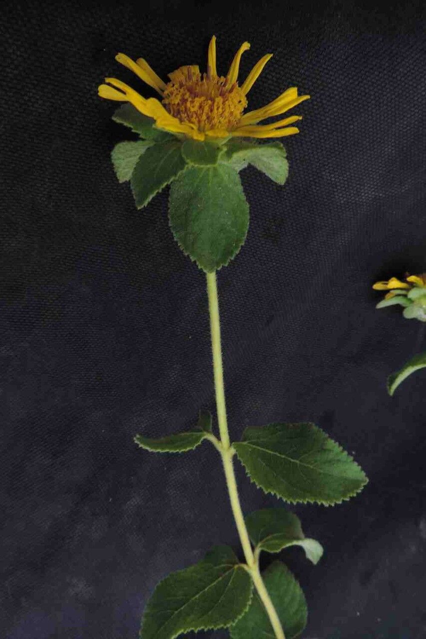 Aspilia platyphylla — search result for 'Aspilia'