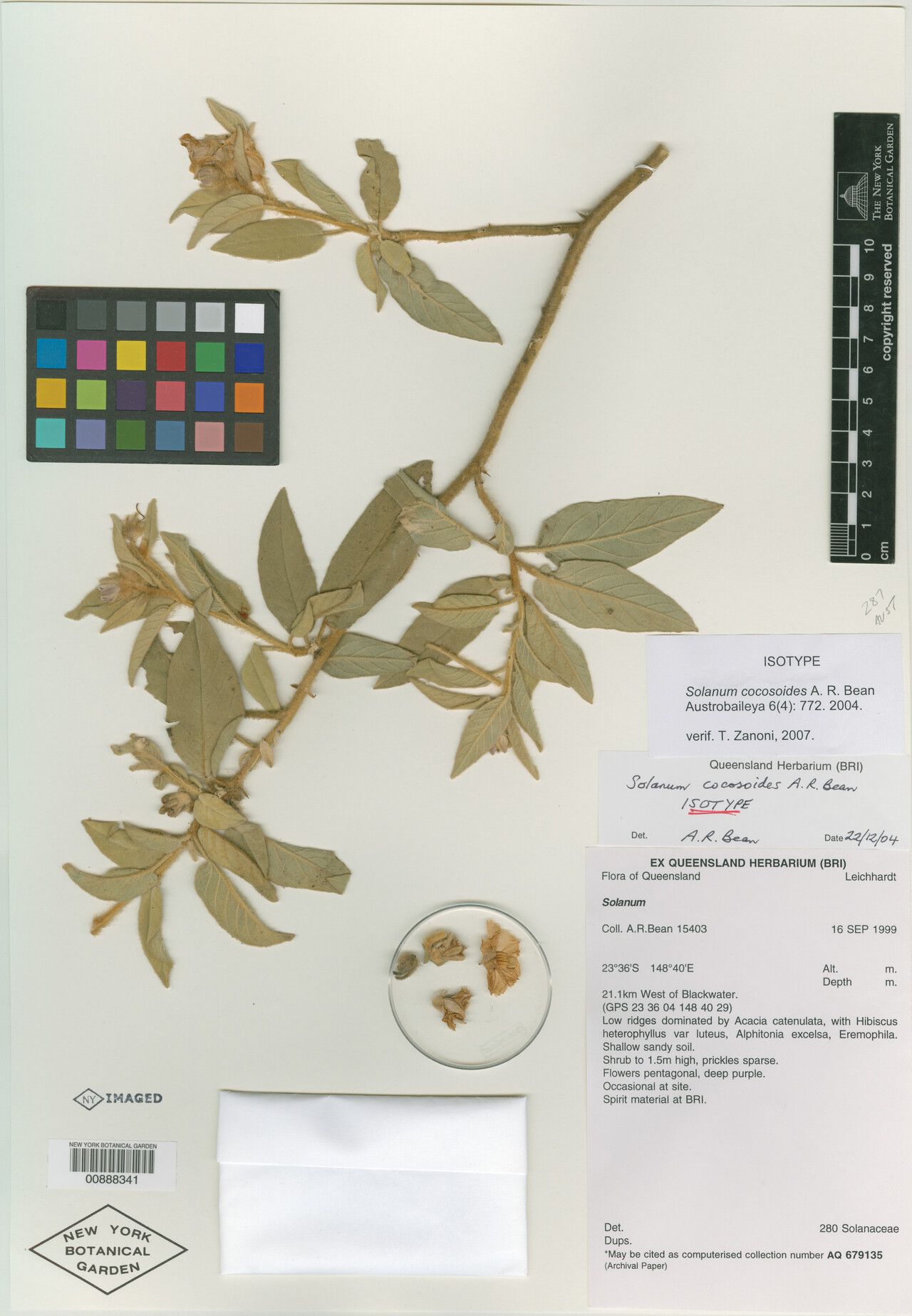 Solanum cocosoides — houseplant care guide