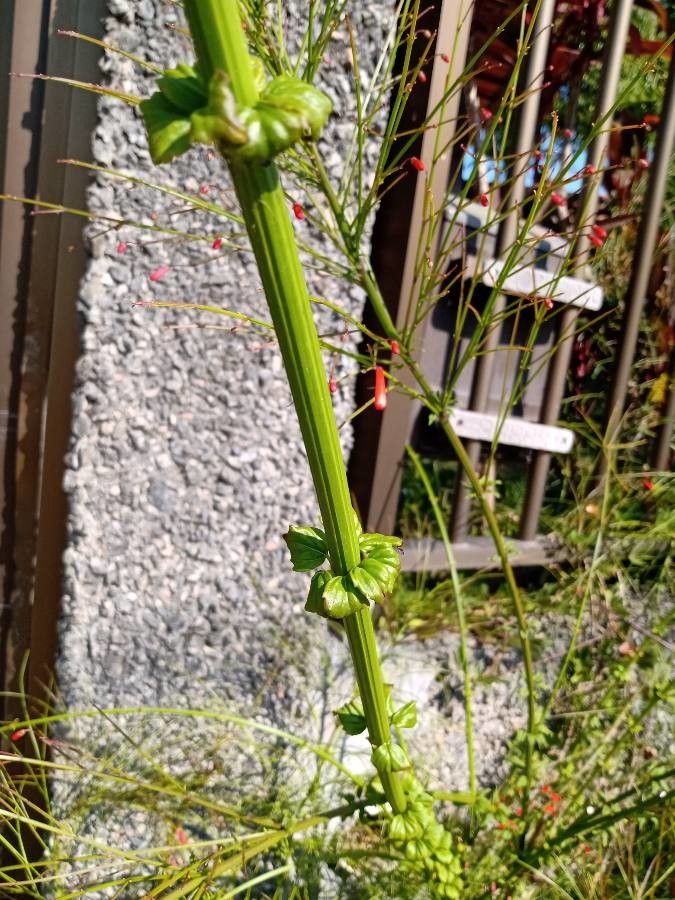 Russelia sarmentosa leaf