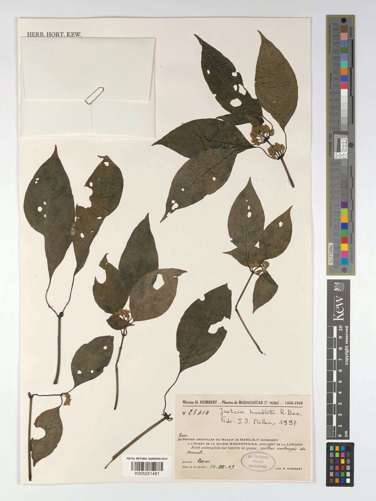 Justicia humblotii — houseplant care guide