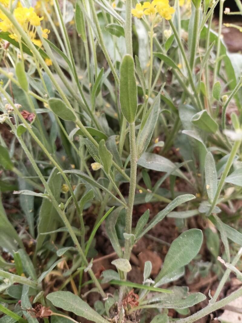 Odontarrhena muralis bark