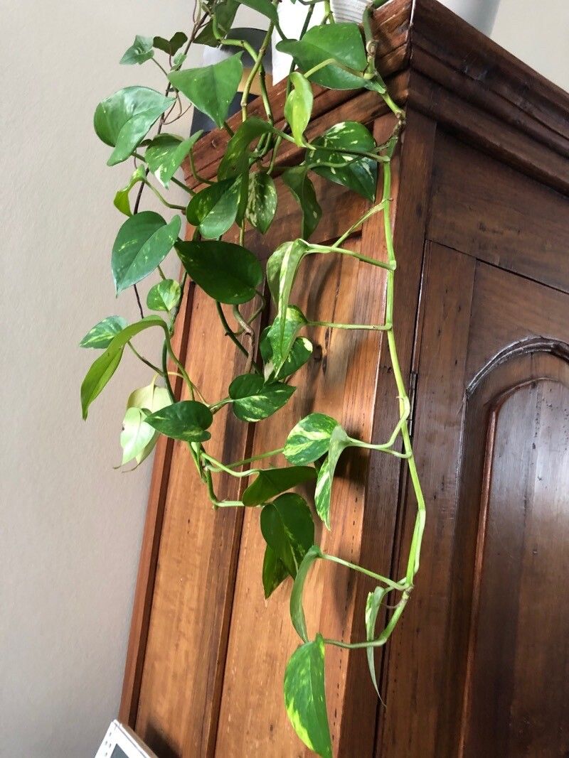 Pothos chinensis — related species from the same genus