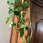 Pothos chinensis