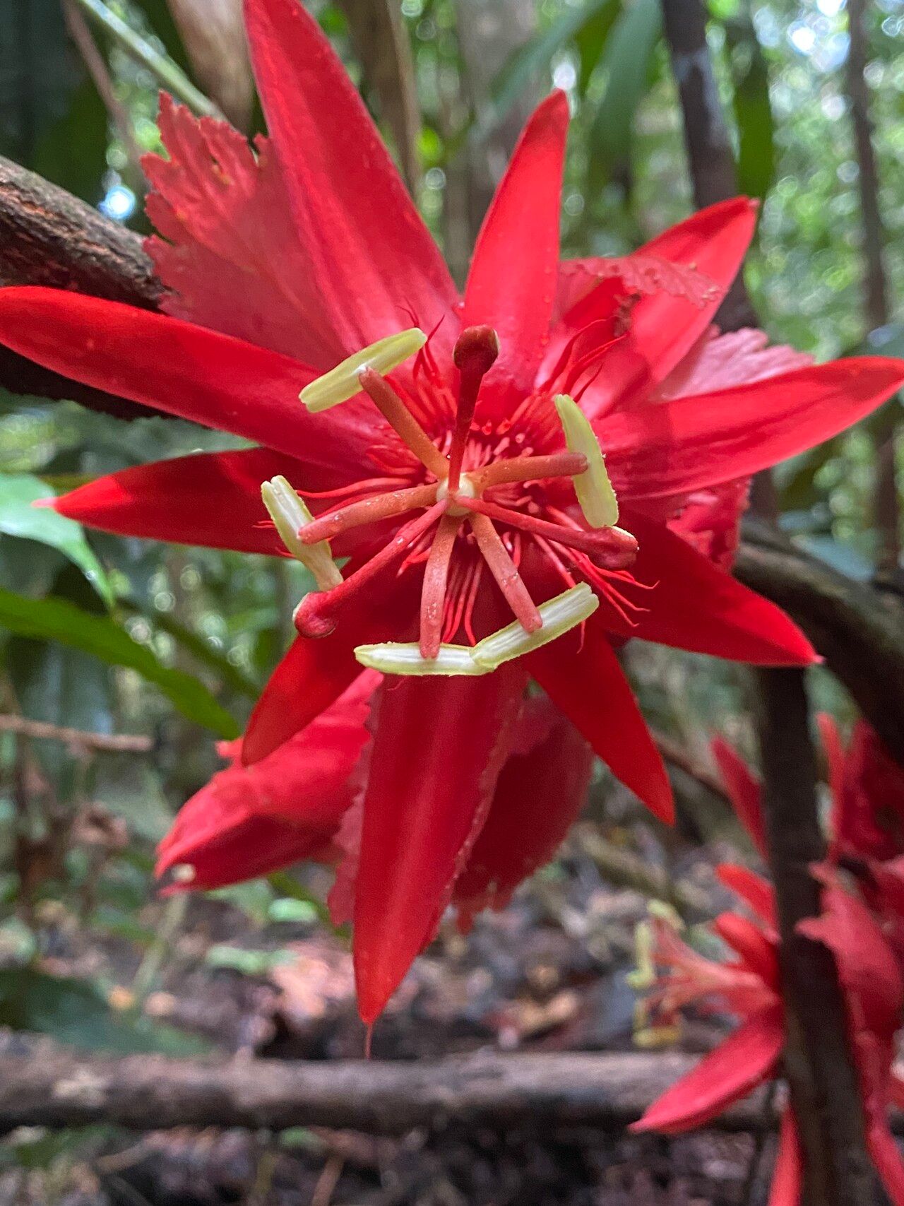 Passiflora involucrata — houseplant care guide