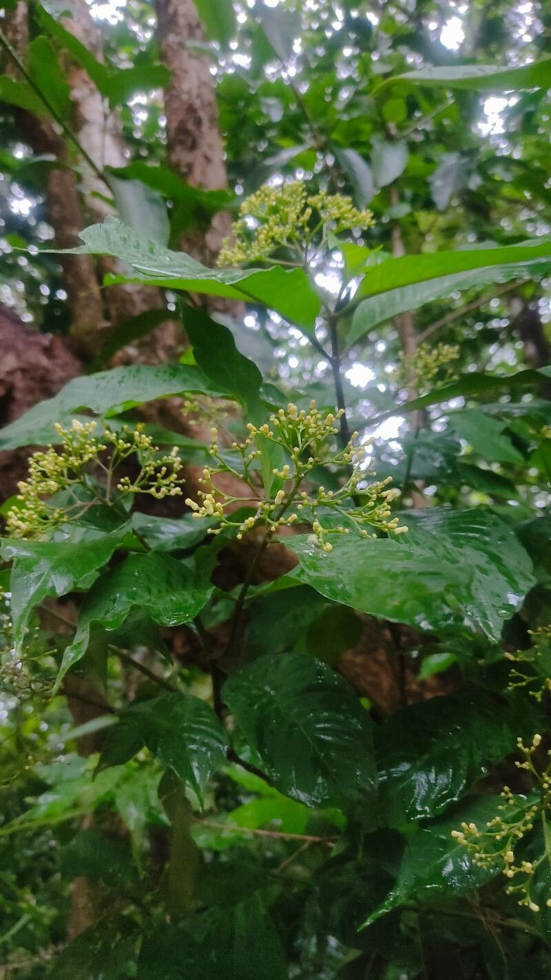 Palicourea pubescens — houseplant care guide