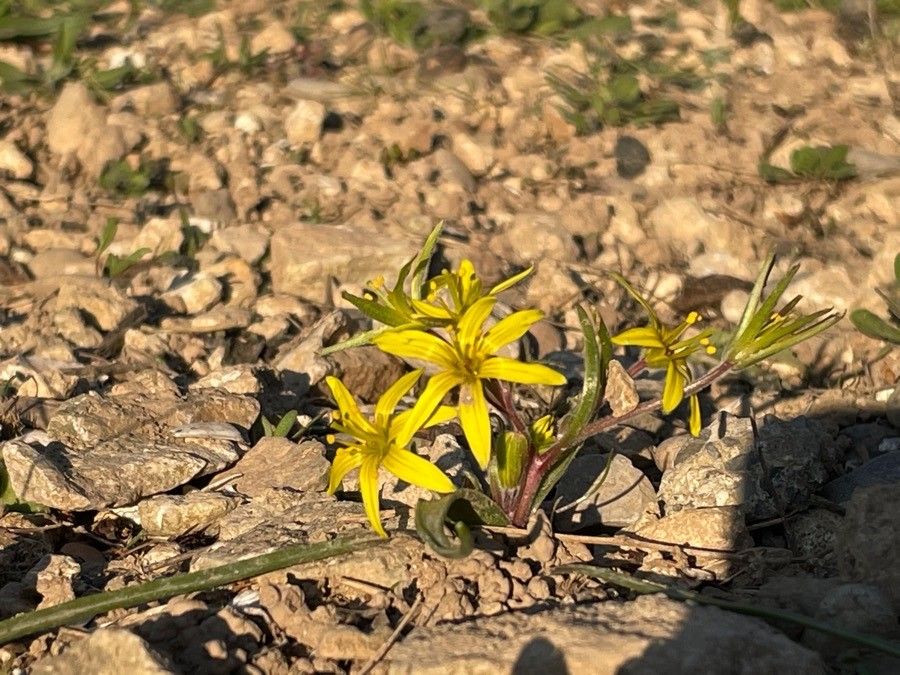 Gagea villosa flower