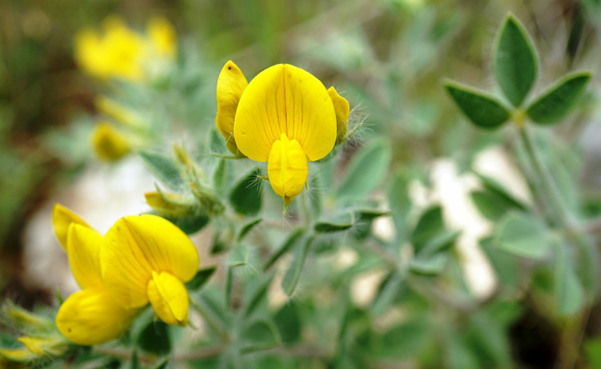 Lotus aegaeus flower