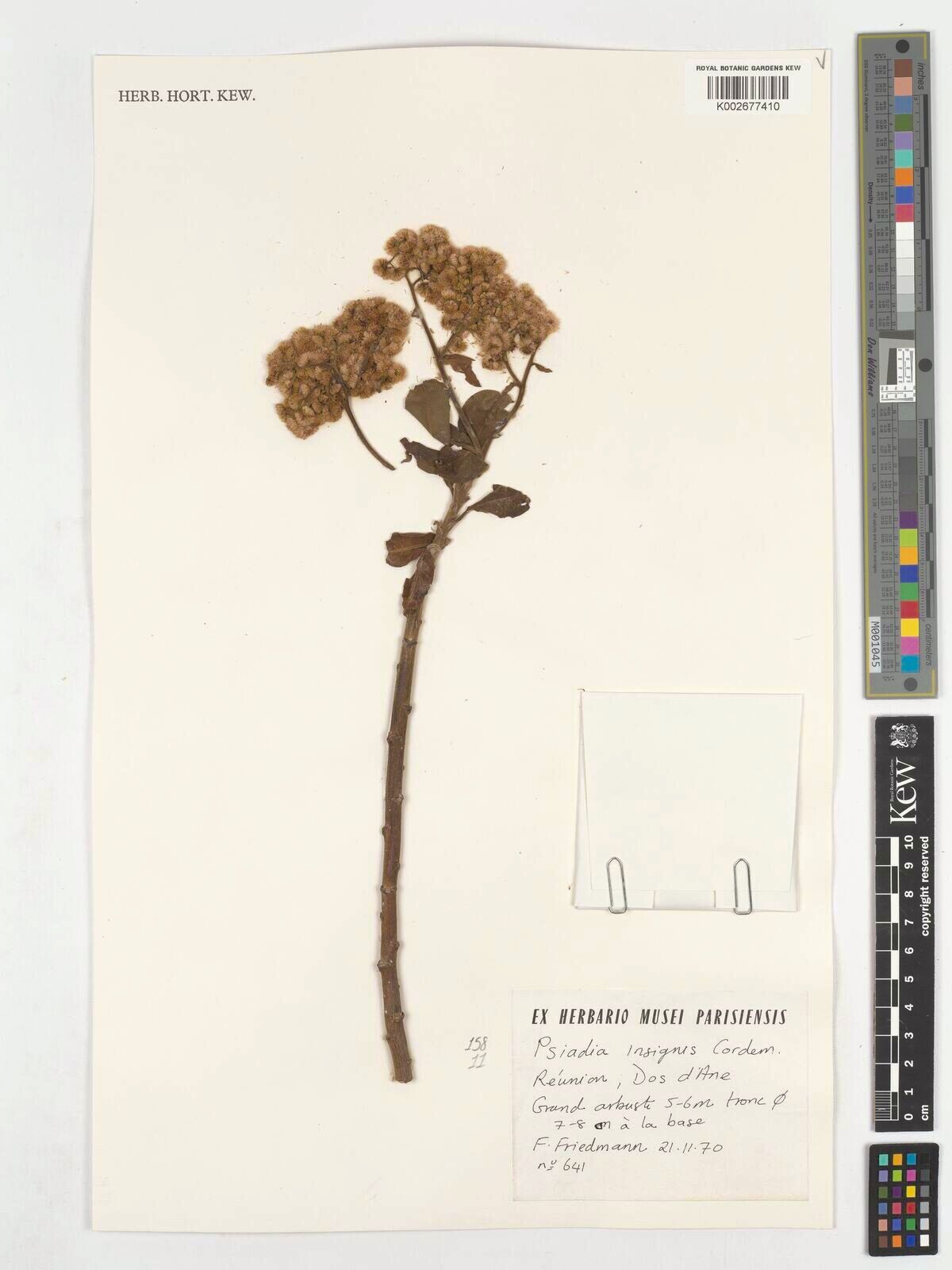 Psiadia insignis — houseplant care guide