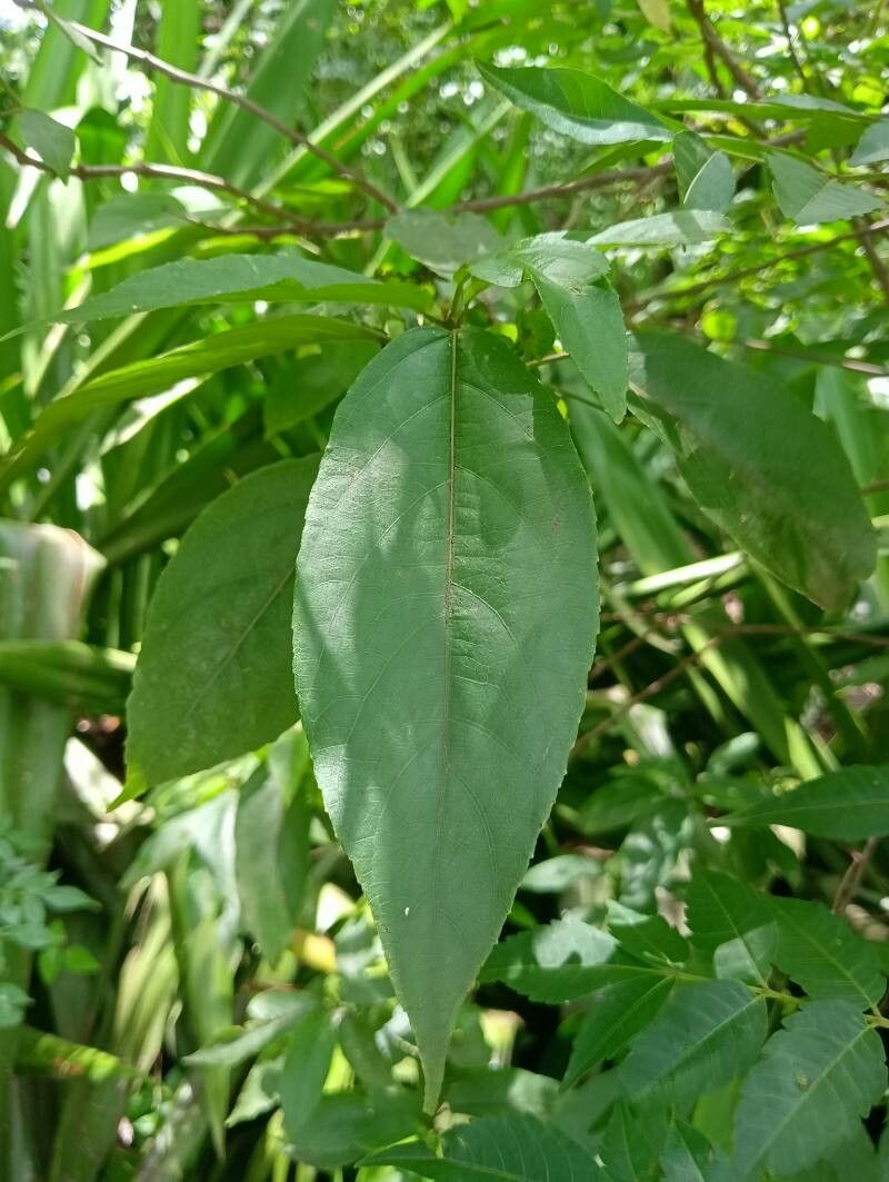 Acalypha emirnensis leaf
