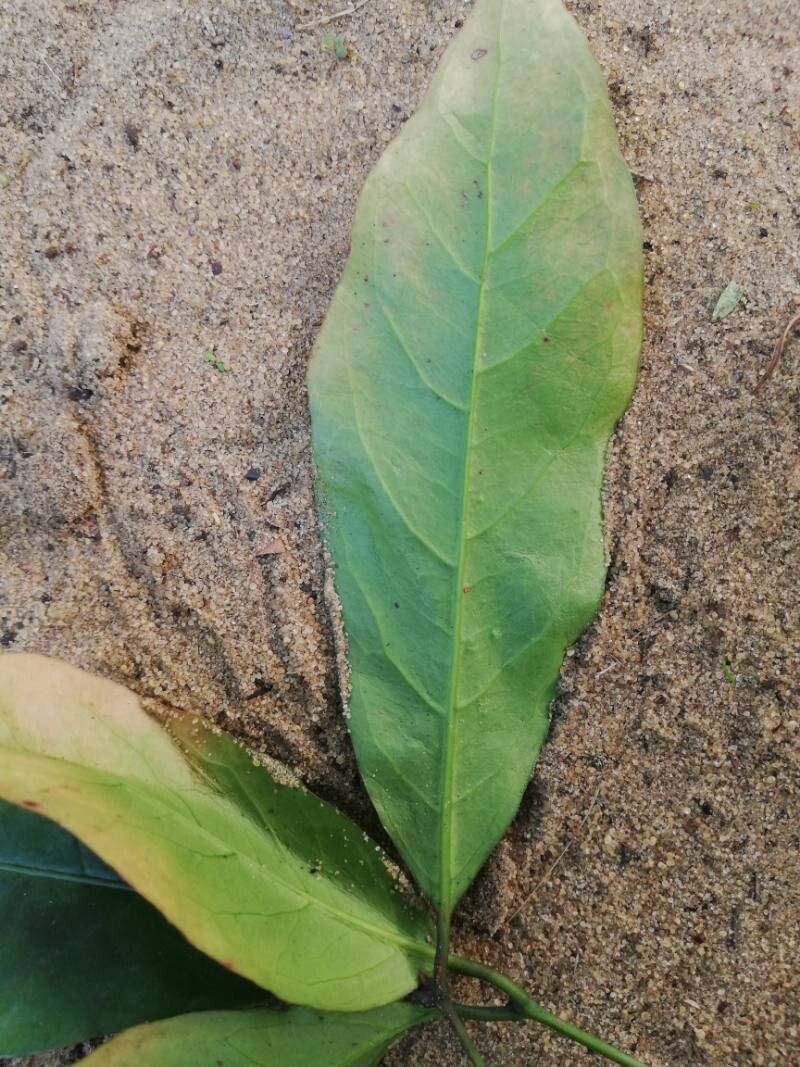 Gnetum buchholzianum leaf