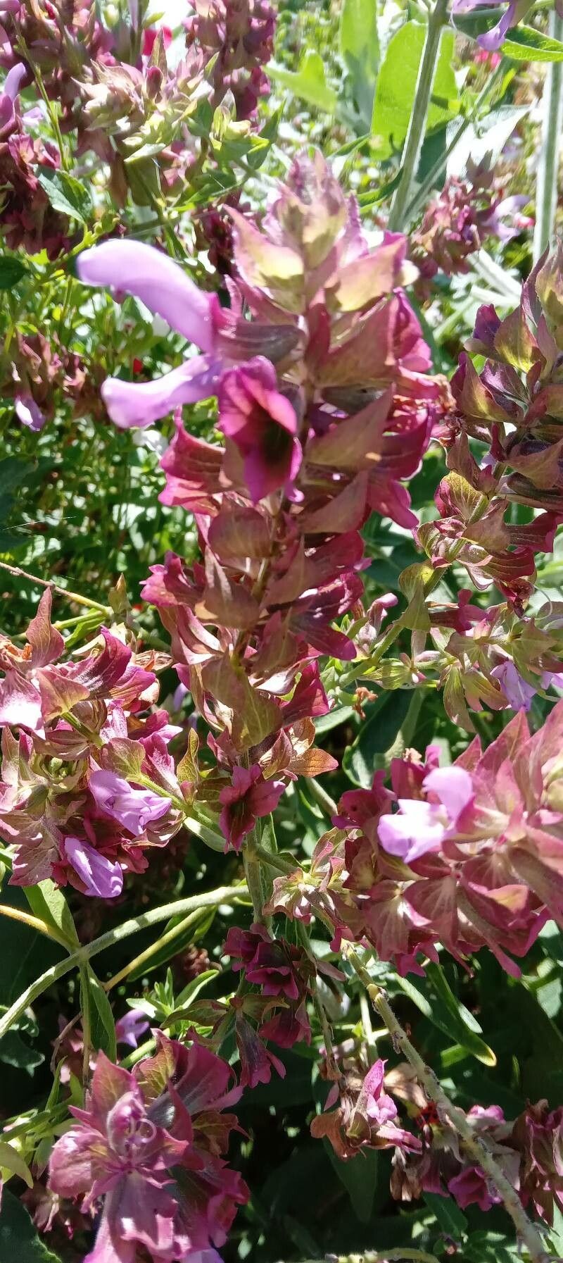 Salvia canariensis flower