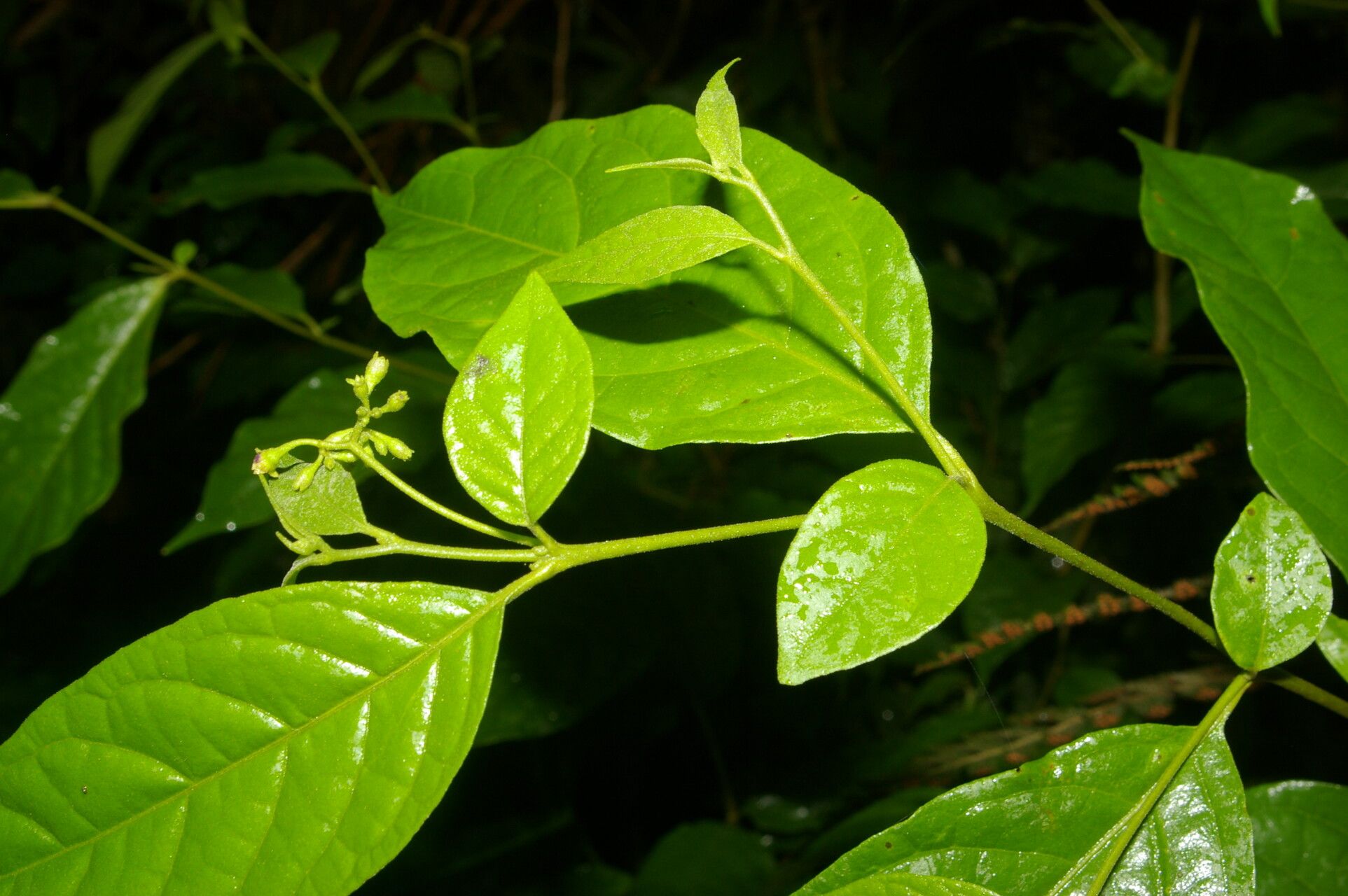 Solanum celsum leaf