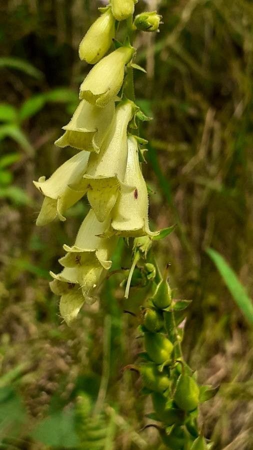 Digitalis lutea flower