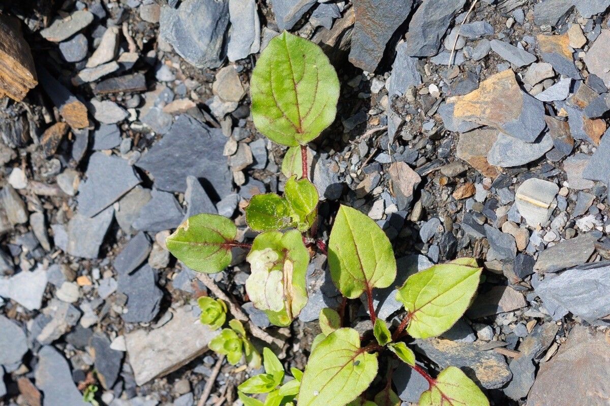 Mimulus Guttatus leaf
