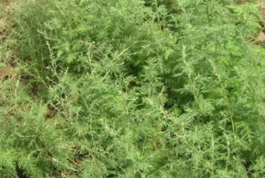 Asparagus cochinchinensis — search result for 'Asparagus'