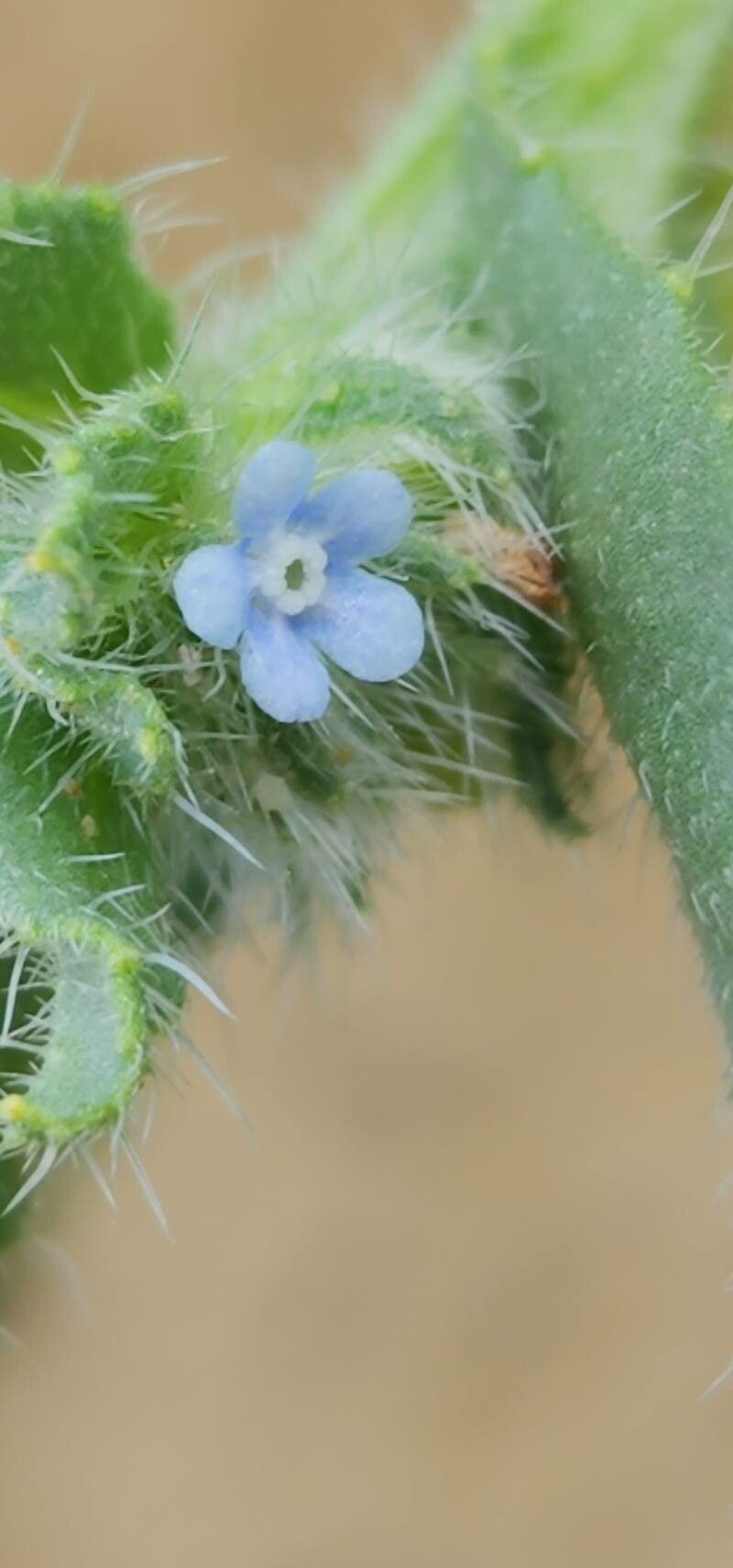 Anchusa hispida flower