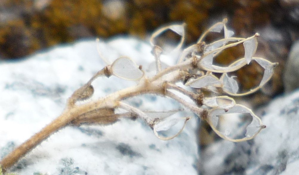Draba lapaziana fruit
