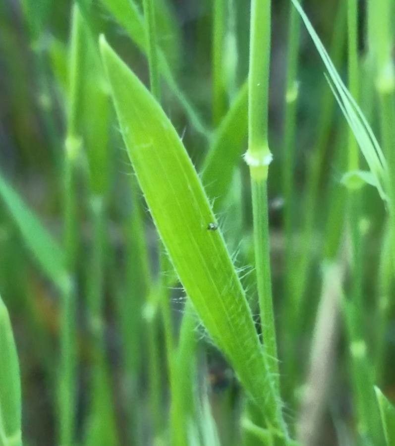 Brachypodium distachyon leaf