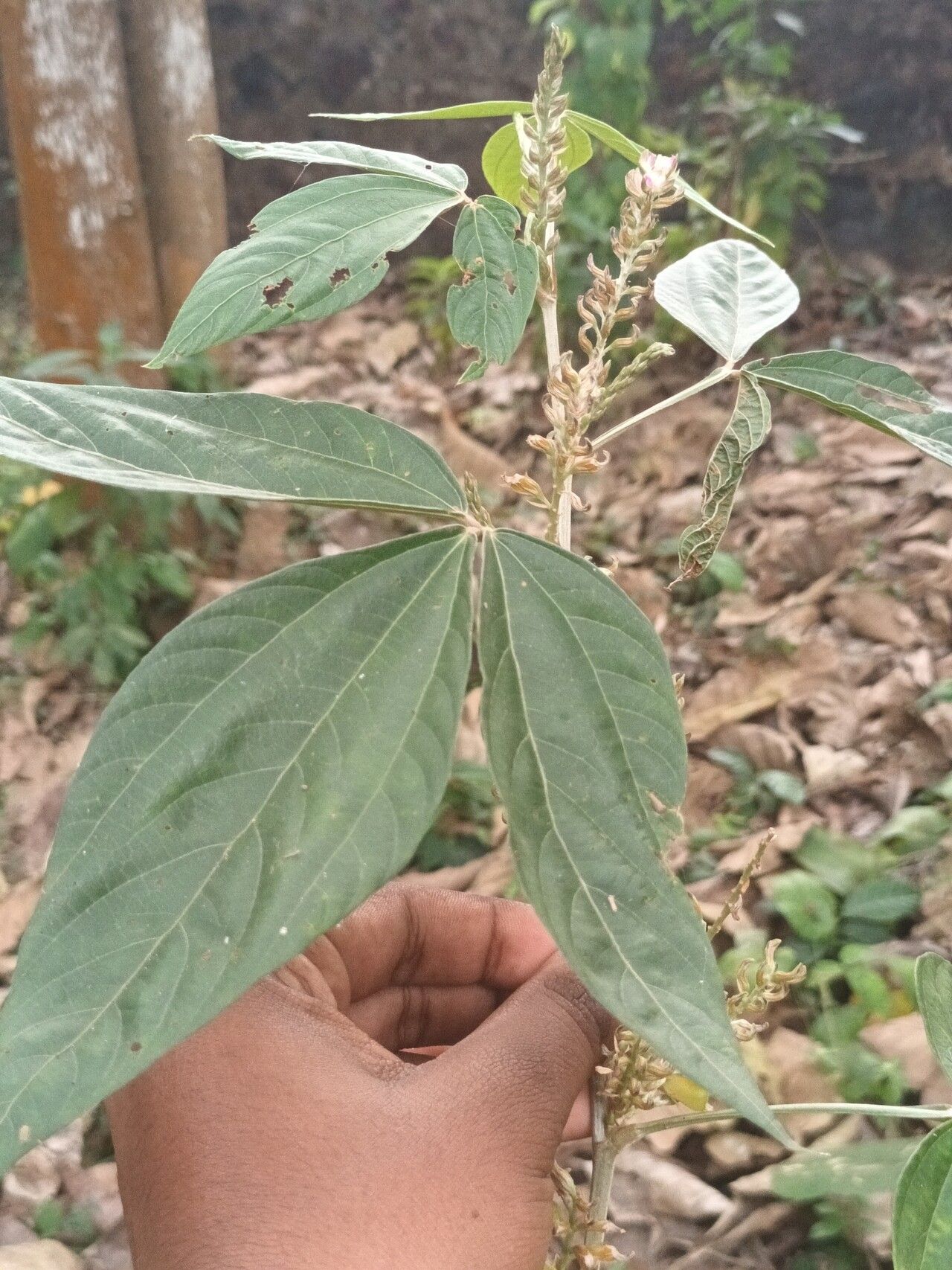 Flemingia semialata leaf