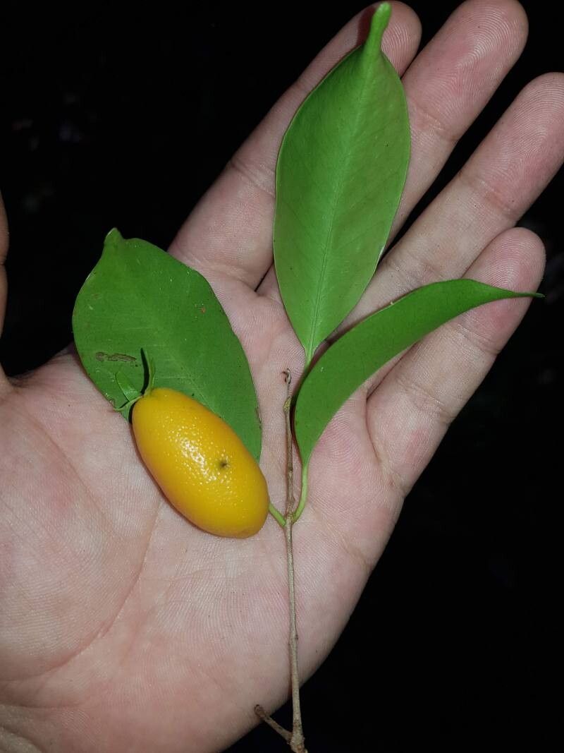 Eugenia hammelii fruit