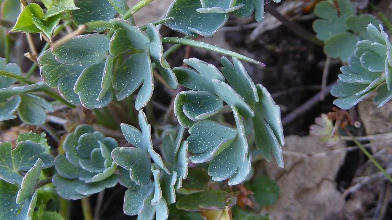Aquilegia viscosa — search result for 'Aquilegia'