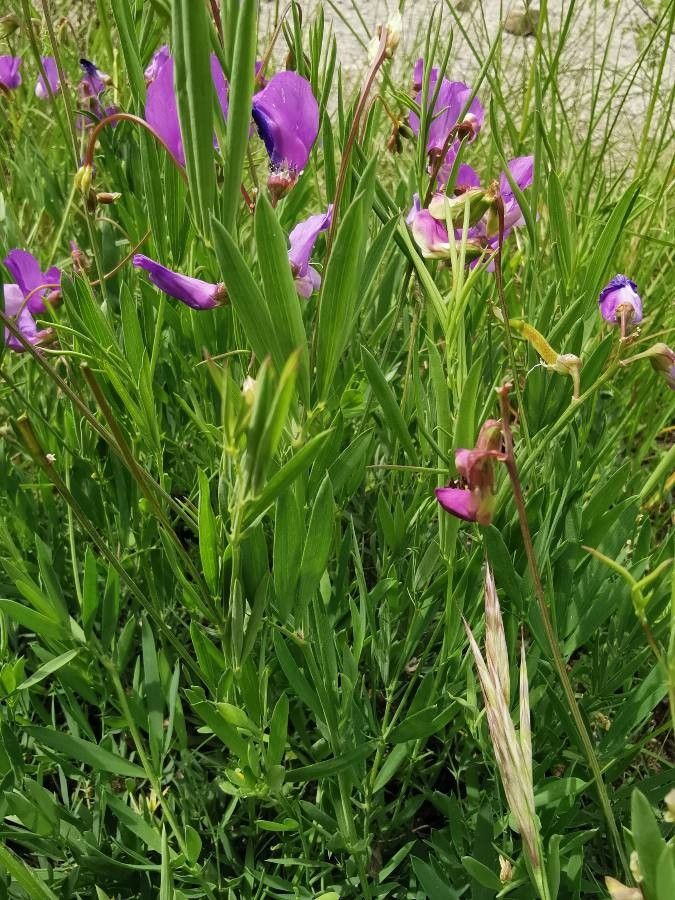 Lathyrus palustris habit