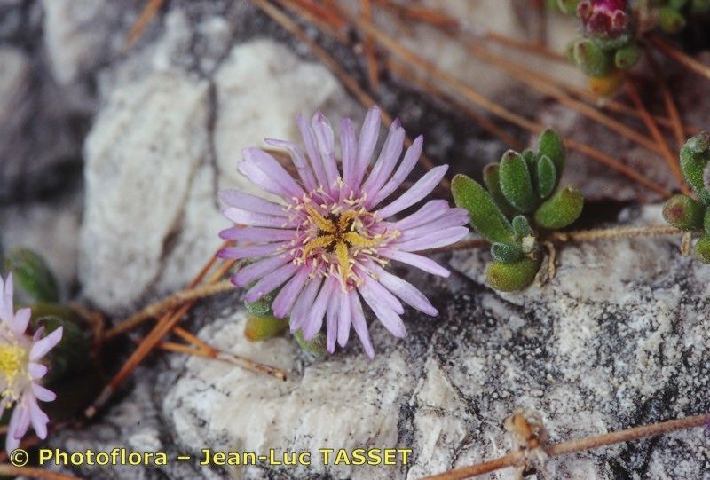 Drosanthemum candens — related species from the same genus
