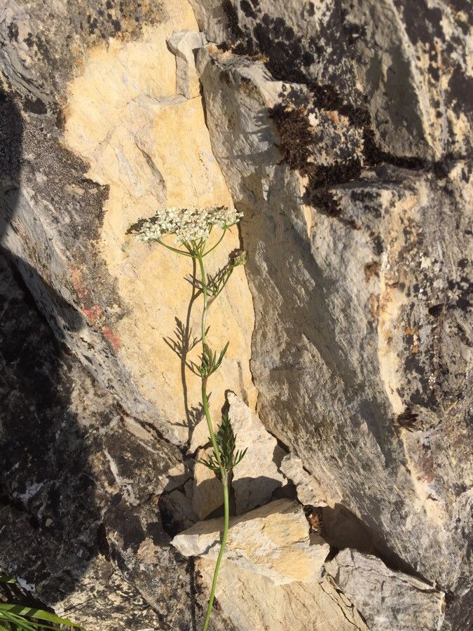 Bunium bulbocastanum — houseplant care guide