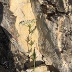 Bunium bulbocastanum