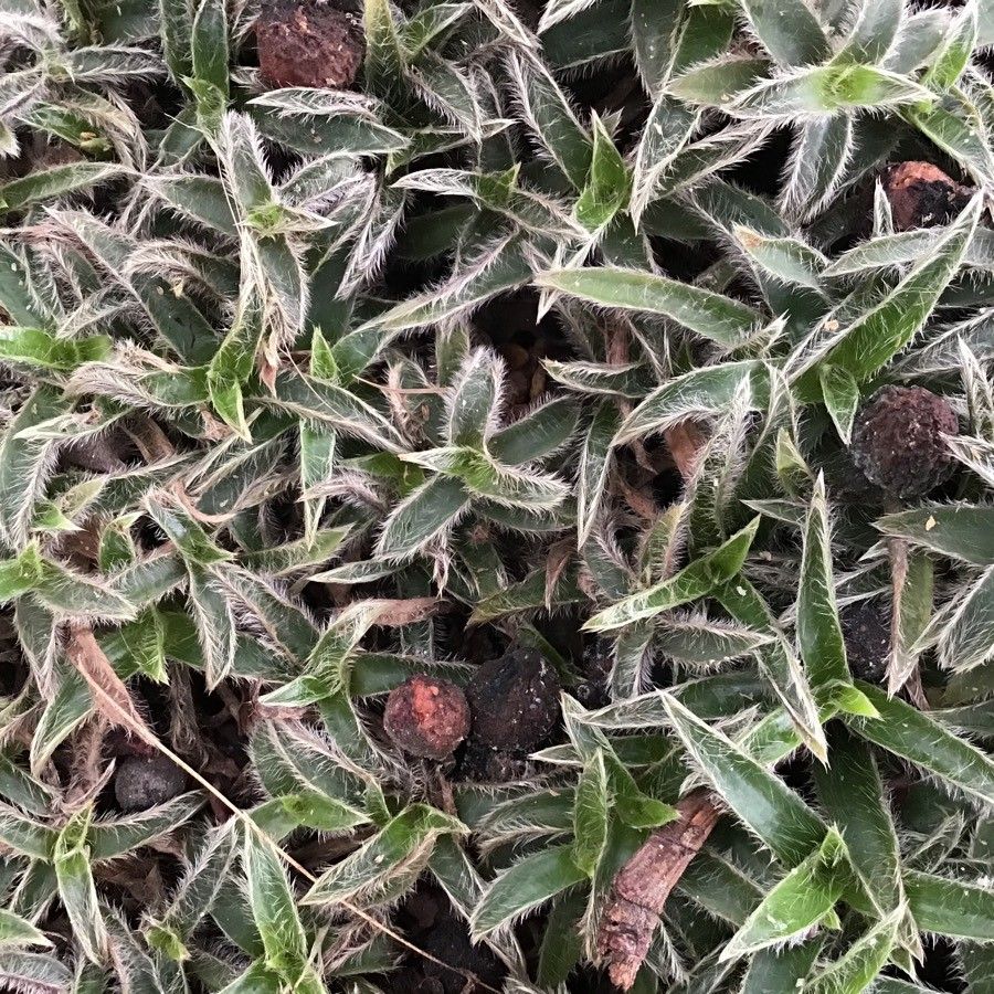 Cyanotis somaliensis — search result for 'Commelinaceae'