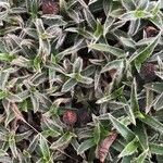 Cyanotis somaliensis