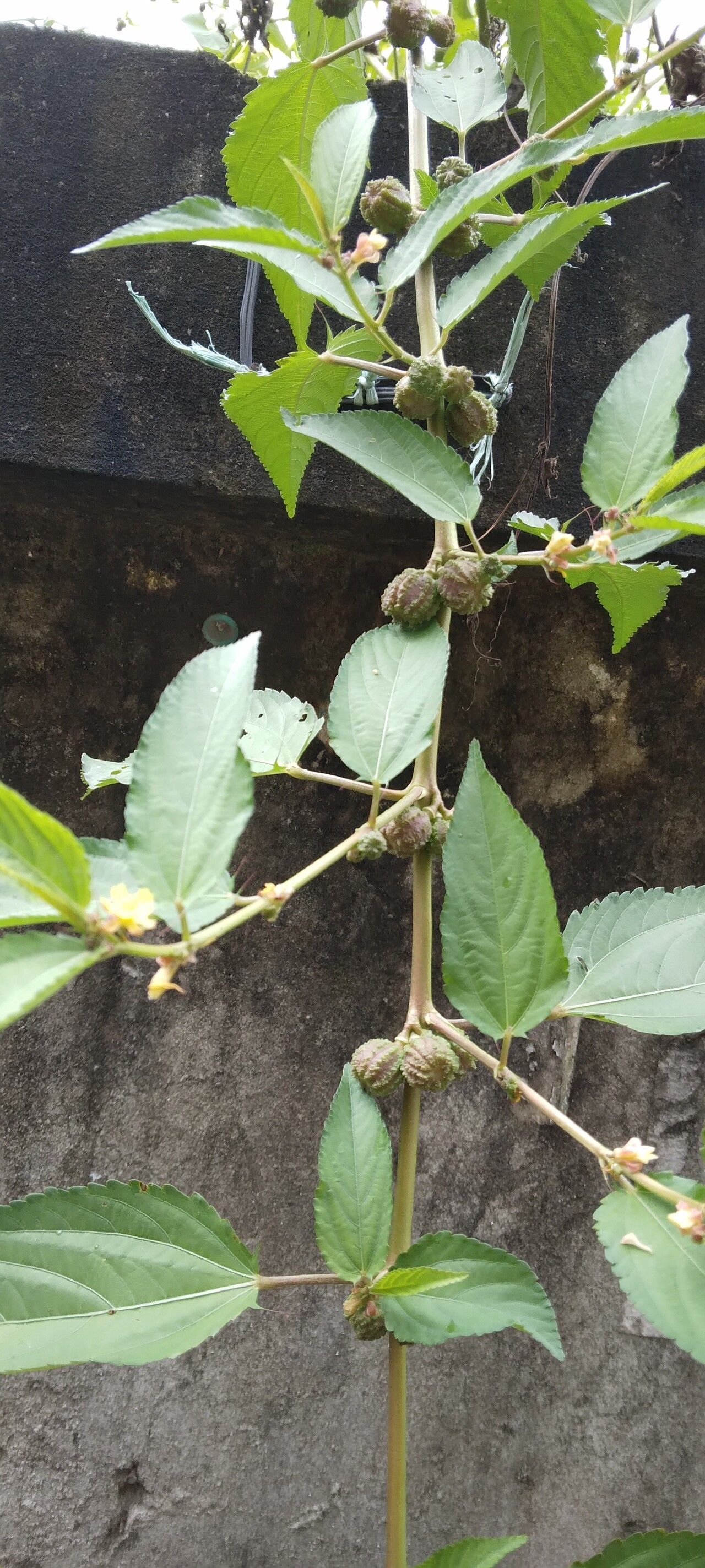 Corchorus capsularis fruit