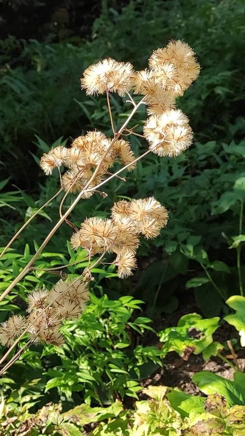 Syneilesis palmata fruit