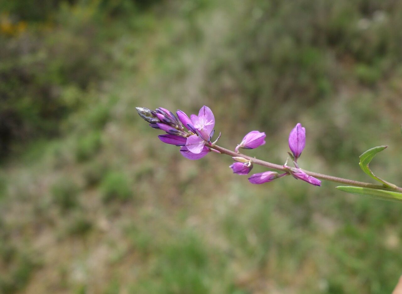 Polygala nicaeensis flower