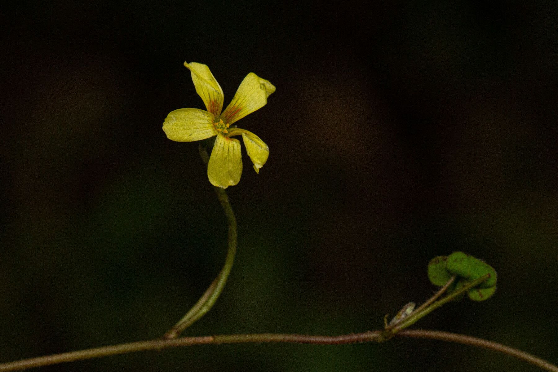 Oxalis procumbens — houseplant care guide