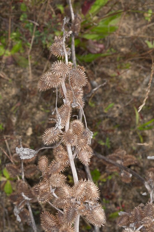 Xanthium orientale fruit