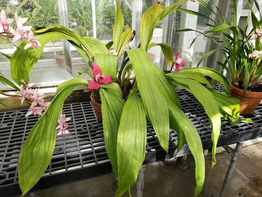 Lycaste virginalis habit