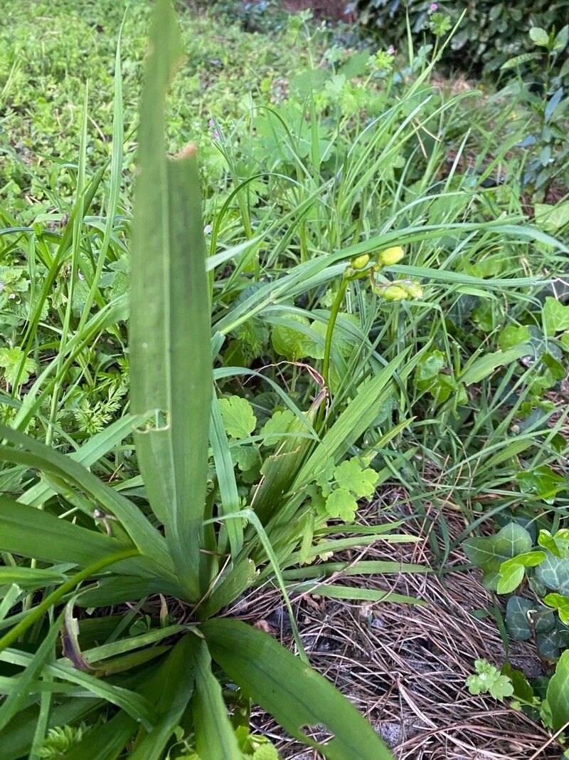 Freesia × kewensis leaf