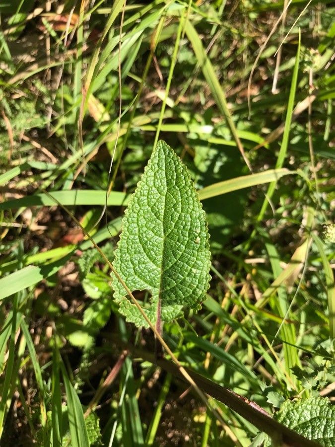 Verbascum austriacum