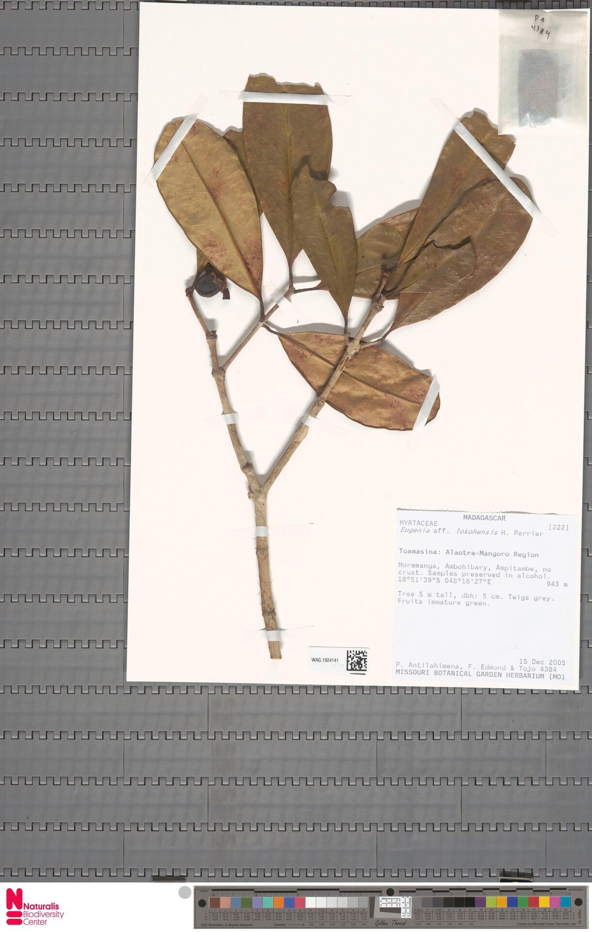 Eugenia lokohensis — houseplant care guide