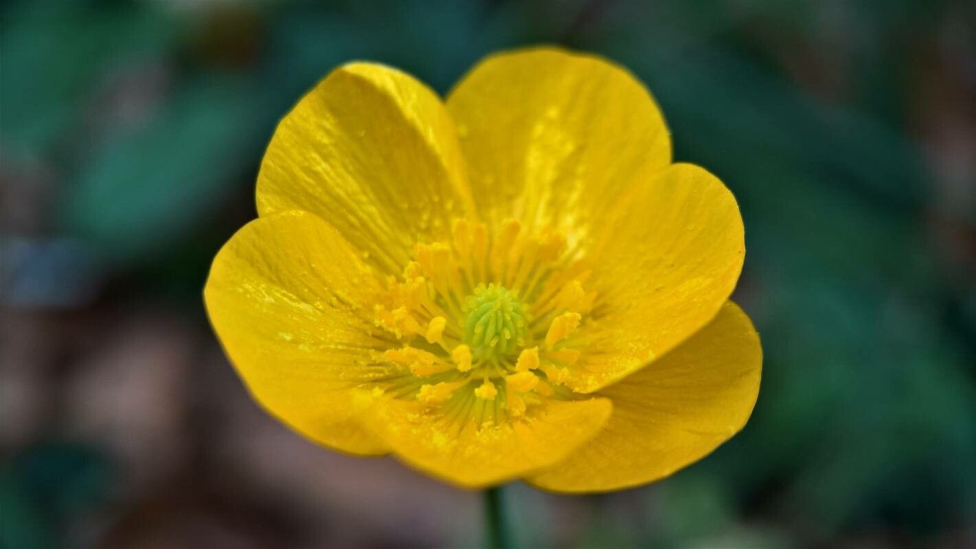 Ranunculus tuberosus flower